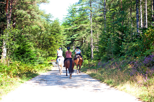 Horse riding in English woodland, Wareham Forest, Dorset, England. Three riders enjoy a pleasant recreational hack on their horses through the idyllic countryside bridleways of Wareham Forest on a sunny day in summer