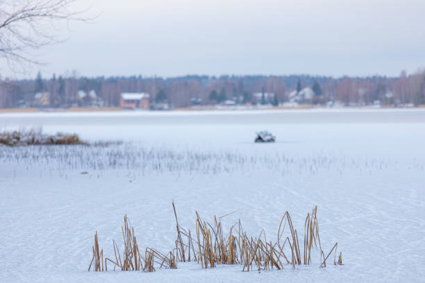 roseaux dans le lac gelé le jour - frozen cold lake reed photos et images de collection