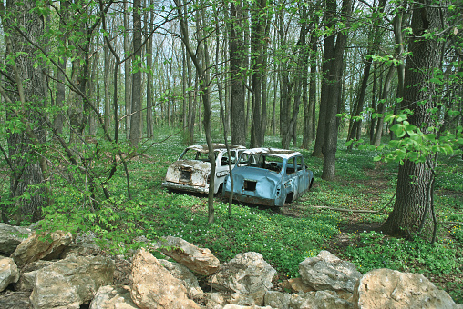 Old broken and rusted abandoned vintage dirty cars in spring forest