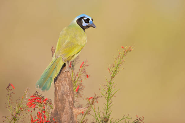 istock Green Jay (Cyanocorax luxuosus) perched, South Texas, USA 1277597785