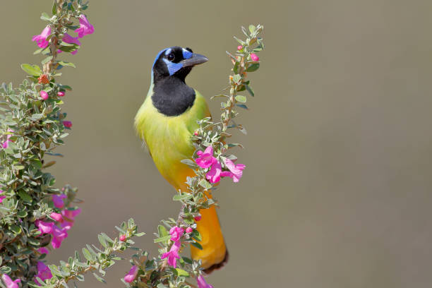 green jay (cyanocorax luxuosus) encaramado, sur de texas, ee. uu. - south texas fotografías e imágenes de stock