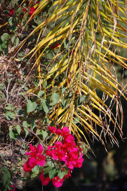 istock Frond and Bougainvillea 1277598500