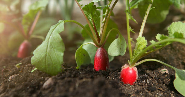istock Red fresh radish growing from the ground, closeup. 1277598540