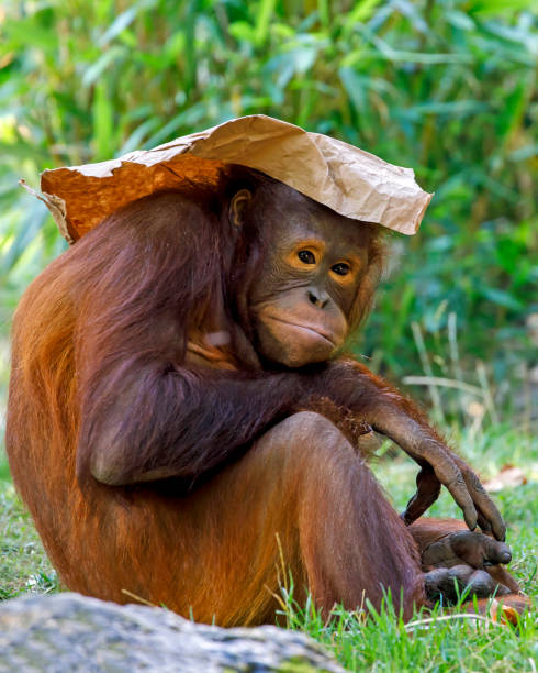 istock Bornean orangutan (Pongo pygmaeus) close-up portrait on background 1277598930
