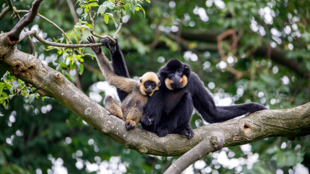 istock close image of a Gibbon (Nomascus gabriellae) monkey in the forest 1277599043