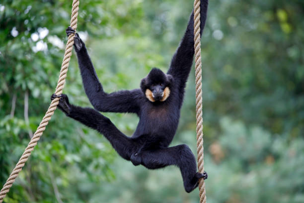istock close image of a Gibbon (Nomascus gabriellae) monkey in the forest 1277599080