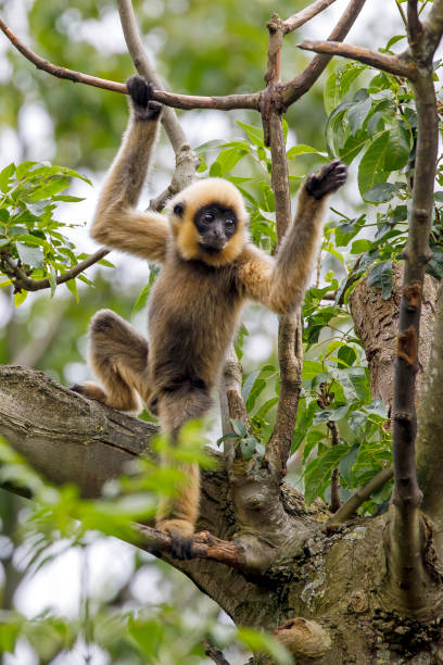 istock close image of Yellow Cheeked Gibbon monkey (Nomascus Gabriallae) 1277599148