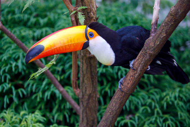 istock Close up of a beautiful toco toucan (Ramphastos toco), side view 1277599215