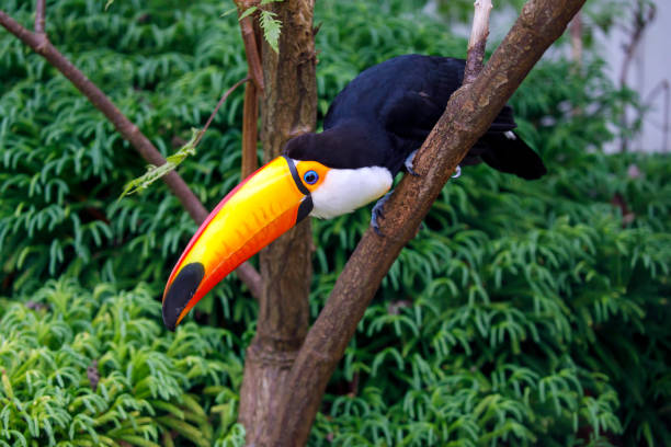 istock Close up of a beautiful toco toucan (Ramphastos toco), side view 1277599250
