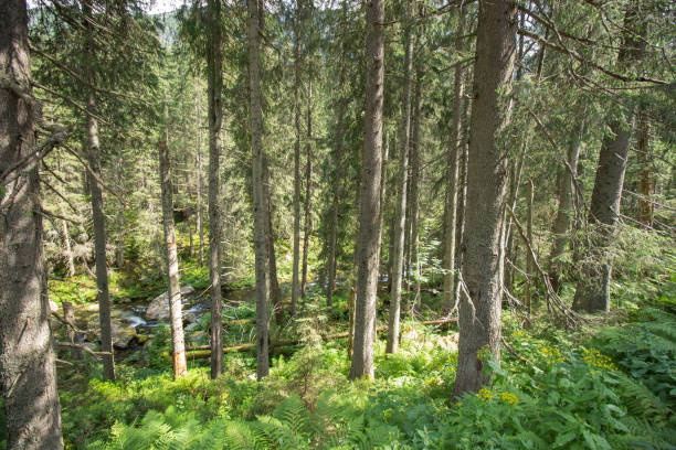 istock Tatra Mountain - Zakopane - Poland 1277599257