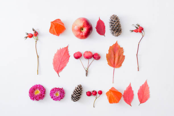 istock Flat lay pattern with colorful autumn leaves, flowers, berries on a white background 1277599964