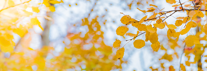 Yellow Birch Trees with a Blue Background