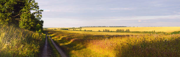 istock Summer sunset landscape with rural road and golden fields 1277600041