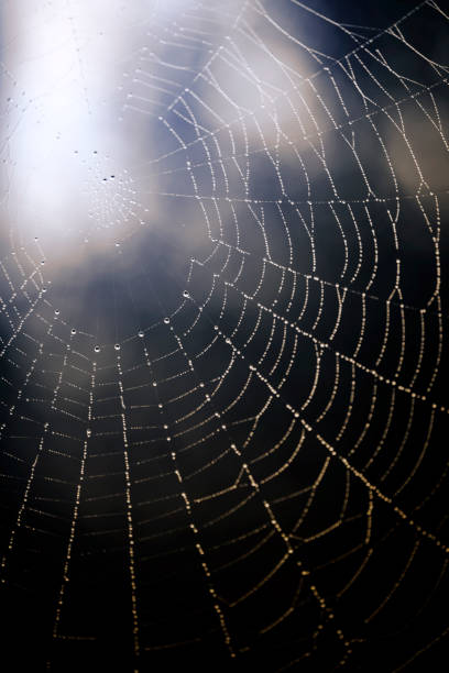 istock Wet spiderweb with beads of dew droplets 1277600287