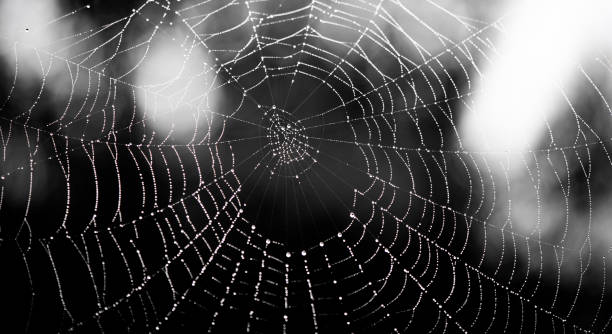 istock Wet spiderweb with beads of dew droplets 1277600288