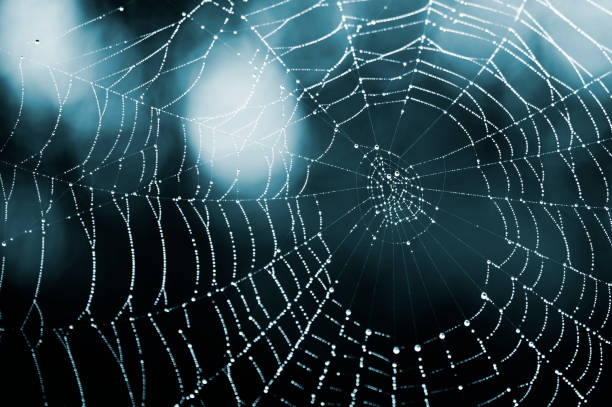 istock Wet spiderweb with beads of dew droplets 1277600289
