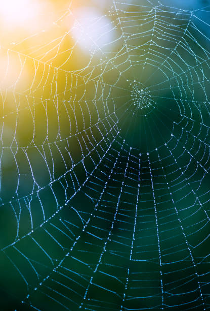 Rain Droplets on a spiders web