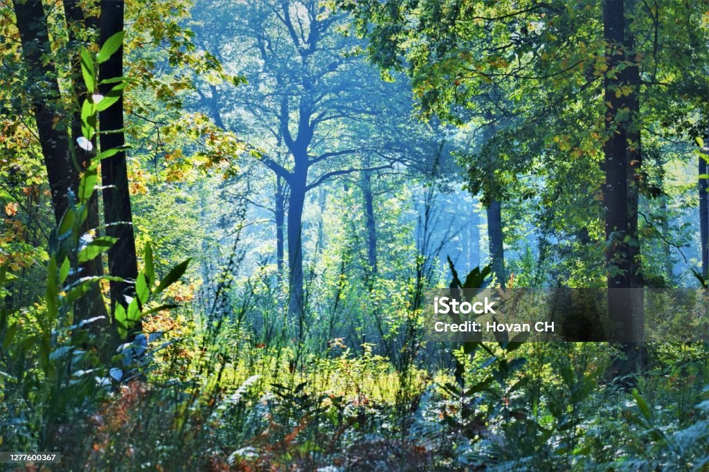 Forest Beauty Stock Photo