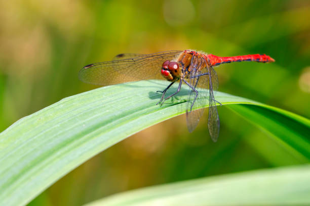 istock ruddy darter (Sympetrum sanguineum) dragonfly, close up 1277601324
