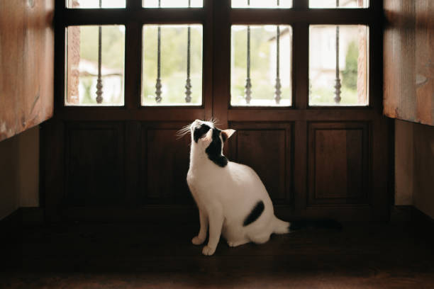A black and white cat standing by a window