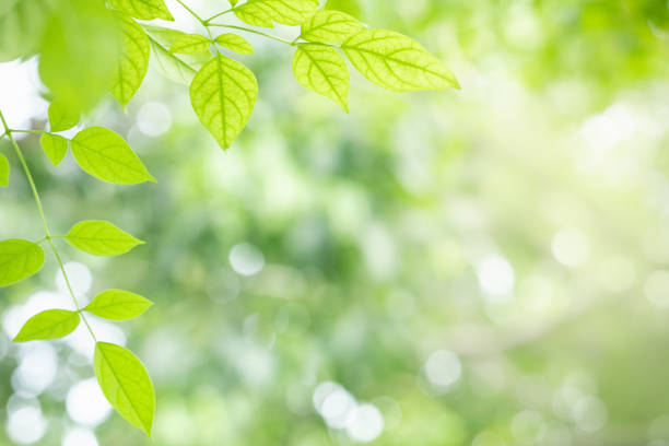 istock Closeup nature view of green leaf on blurred greenery background with copy space using as background natural green plants landscape, ecology, fresh wallpaper concept. 1277601589