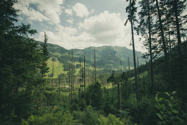 istock Tatra Mountains - Zakopane - Poland 1277602678