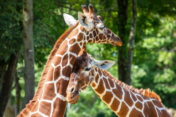 istock giraffe (Giraffa camelopardalis reticulata) animals together in summer nature 1277602724