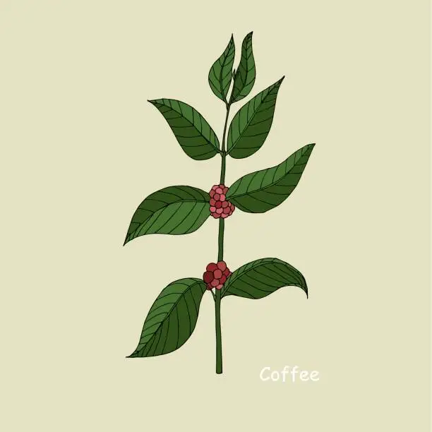 Vector illustration of Coffee branch sketch. Art botanic ink hand drawn design element green leaves red fruit colorful outline for web, for print, for packaging design