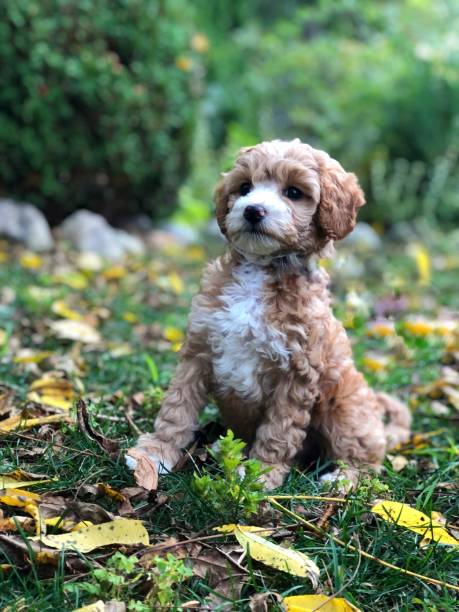 istock Labradoodle Puppy - Autumn 1277603367