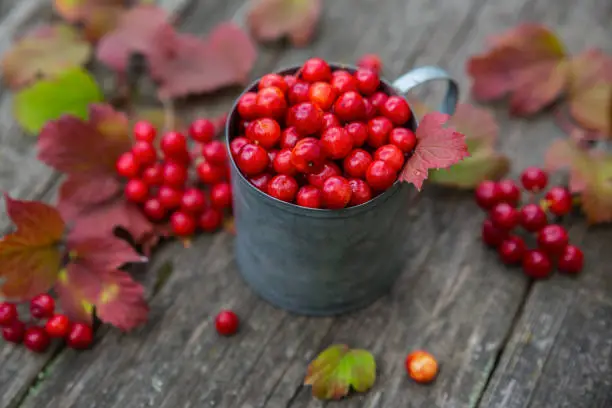 Photo of Viburnum berries in an iron mug on a wooden background.