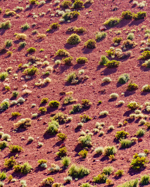 istock Shrubbery Hill, Brava Lagoon Reserve, La Rioja, Argentina 1277604410