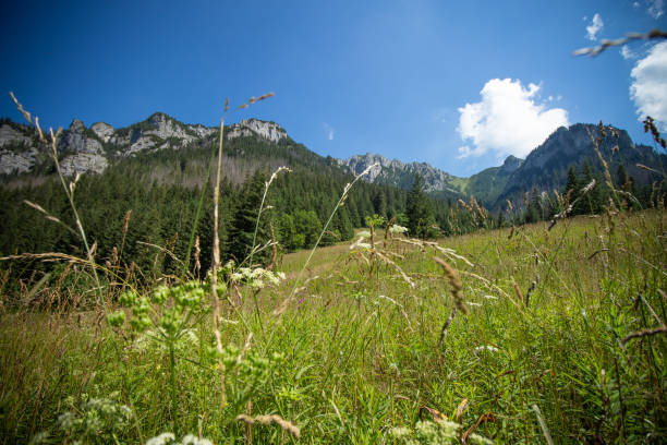 istock Koscieliska Valley - Tatra Moutains - Poland 1277604591