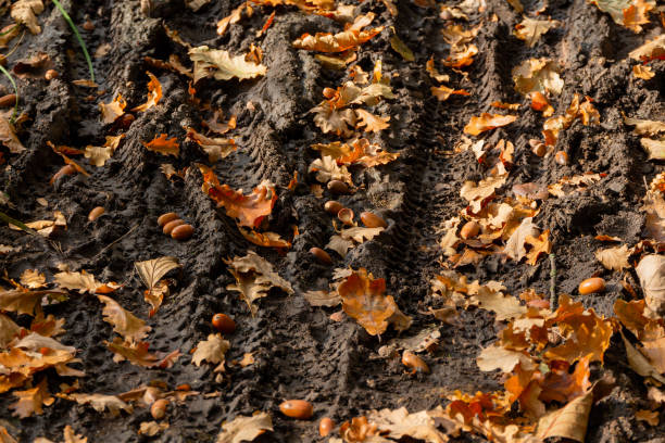 Bicycle tire tracks on a muddy forest trail. Country road with autumn leaves and acorns