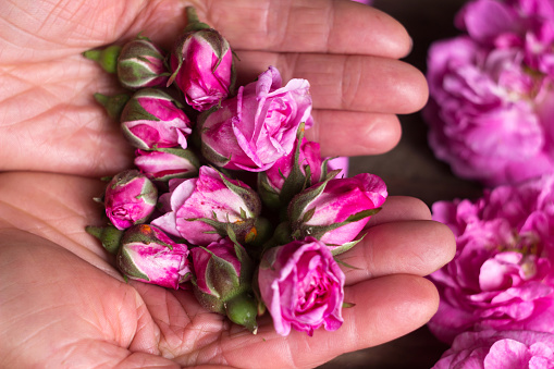 Small buds of tea roses in female hands, flowers and tree background. Growing flowers for making tea at home.