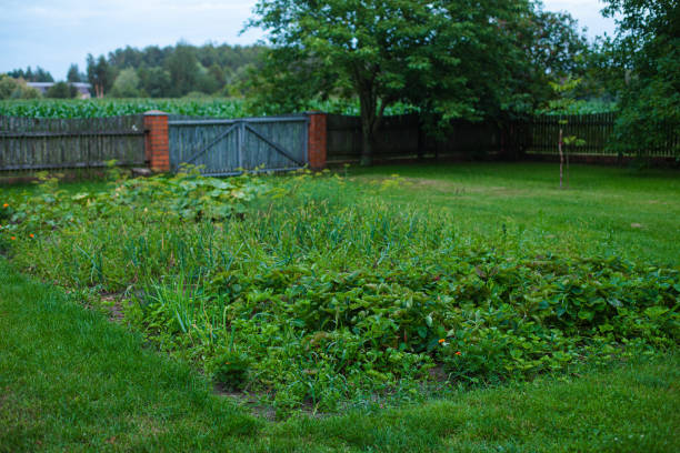 istock Green countryside garden. 1277606320