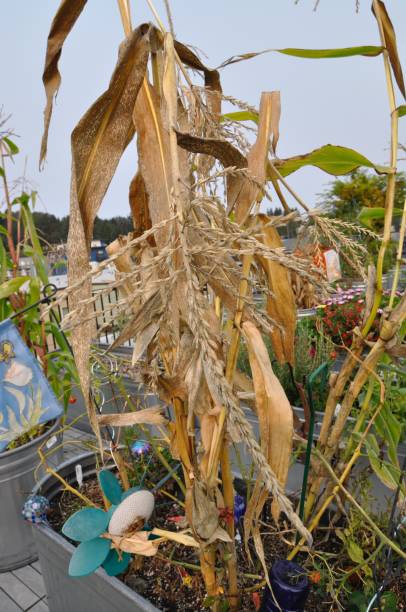 Close up of dead corn stalks stock photo