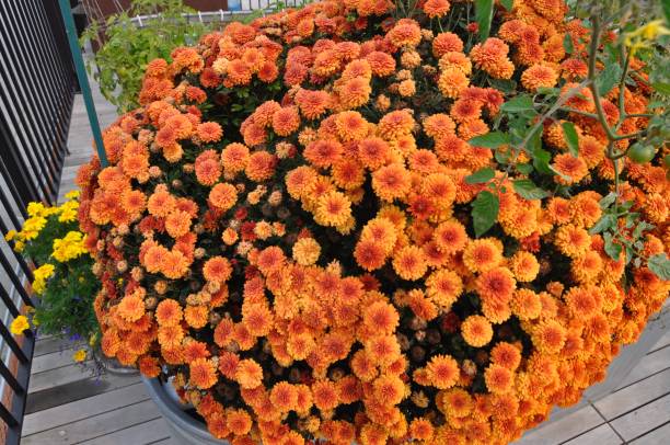 Orange flowers outdoors in planter stock photo