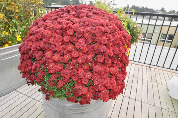 Daytime exposure of red plant in planting tub stock photo