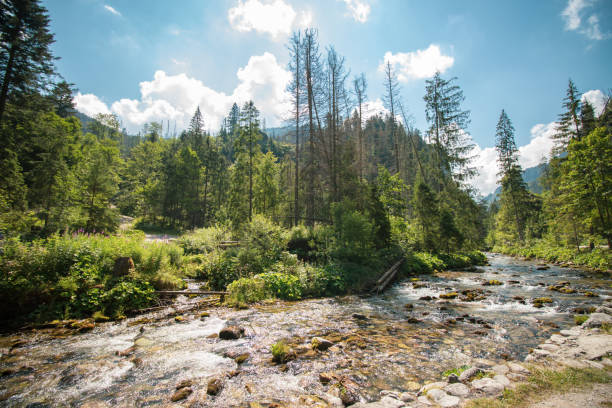 istock Koscieliska Valley - Tatra Moutains - Poland 1277607649
