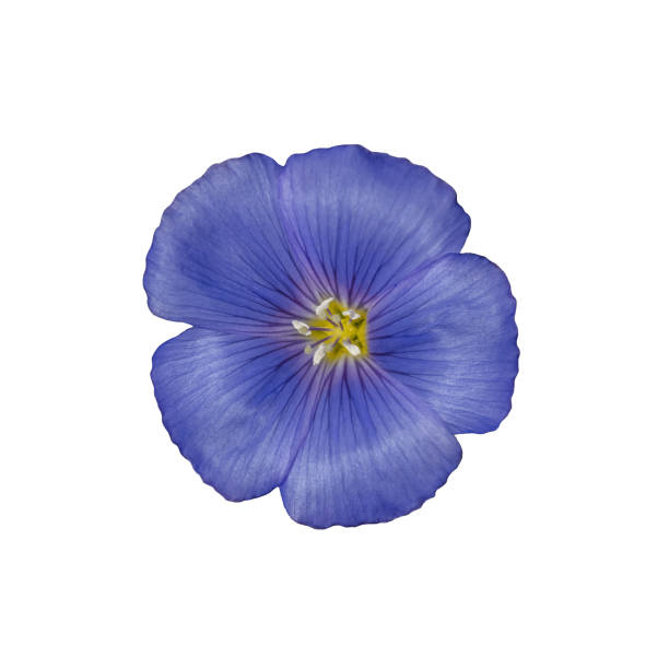 istock Linum usitatissimum flower blue isolated on white background 1277609111