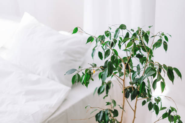 istock Comfortable bed with soft pillows and green plant in bedroom interior. 1277609493