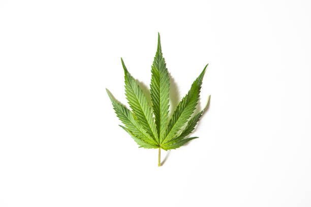 istock Green hemp or cannabis leaf on white studio background, top view with copy space. Medical marijuana. 1277610241
