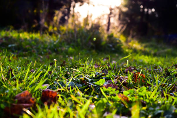 istock fallen leaves of trees in the grass 1277610399