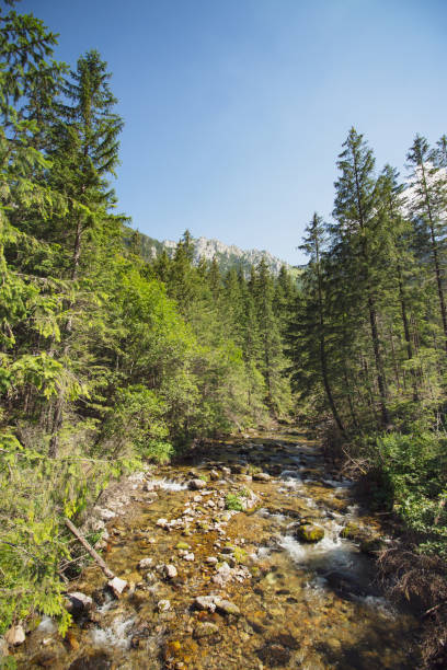 istock Koscieliska Valley - Tatra Moutains - Poland 1277610780