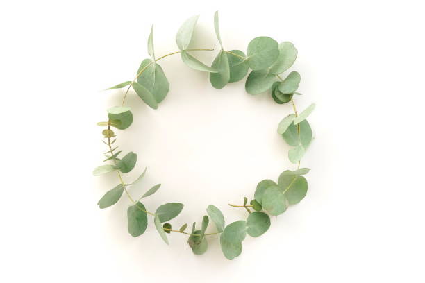 istock green eucalyptus leaves wreath isolated on a white background.  top view. copy space.flat lay. Floral card. 1277610889