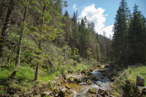 istock Koscieliska Valley - Tatra Moutains - Poland 1277611089