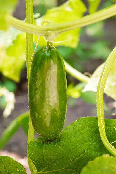 istock Cucumbers growing on a vine in a rural greenhouse. Selective focus 1277611216