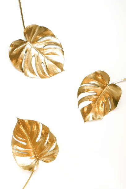 istock Gold monstera leaves frame isolated  on a white background. top view. copy space. floral card. 1277611809