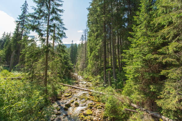 istock Koscieliska Valley - Tatra Moutains - Poland 1277611911