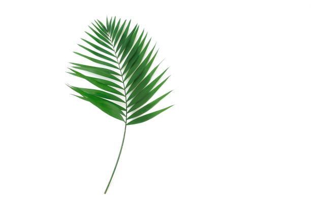 istock green palm leaf isolated on a white background.  poster.abstract. 1277612023